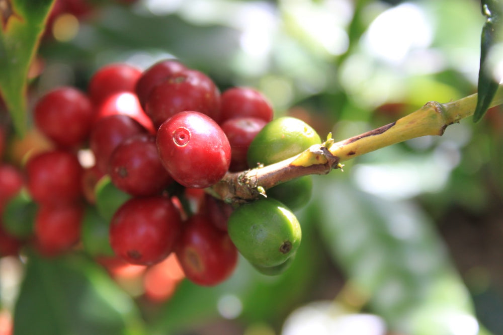 Ripe coffee beans on a coffee plant