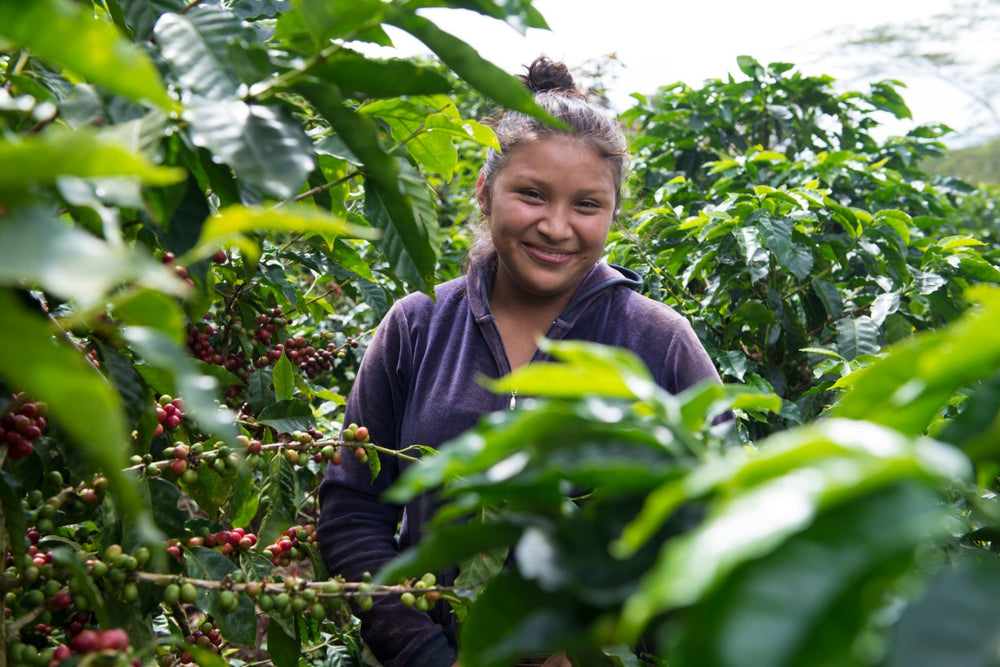 Coffee grower harvesting ripe coffee beans