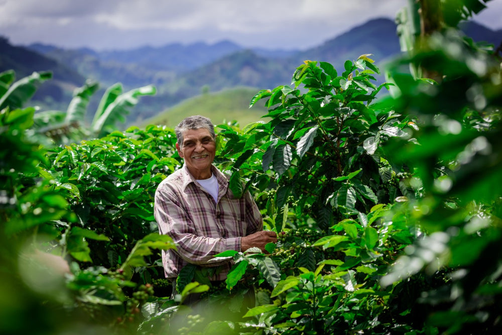 Coffee grower among coffee plants
