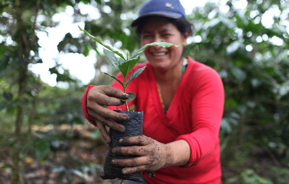 Coffee grower holding a young coffee plant